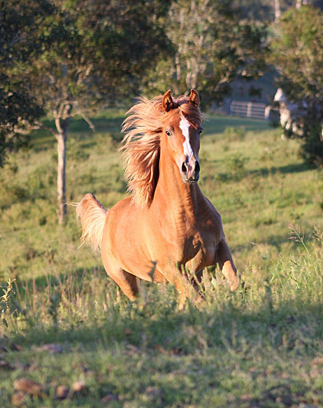Zuhra Z'Alshimmah as a yearling filly (2008)